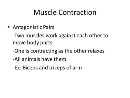 Muscle Contraction Antagonistic Pairs -Two muscles work against each other to move body parts -One is contracting as the other relaxes -All animals have.