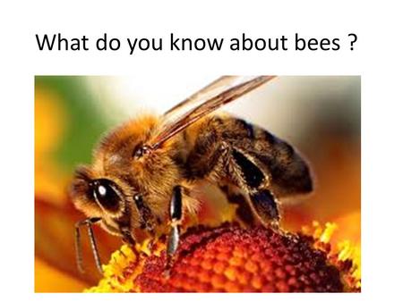 What do you know about bees ?. The beekeeper nad his hives.