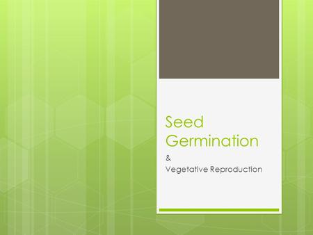 Seed Germination & Vegetative Reproduction. Seed germination  Dormancy – the period of inactivity in a mature seed  Varies greatly between species.