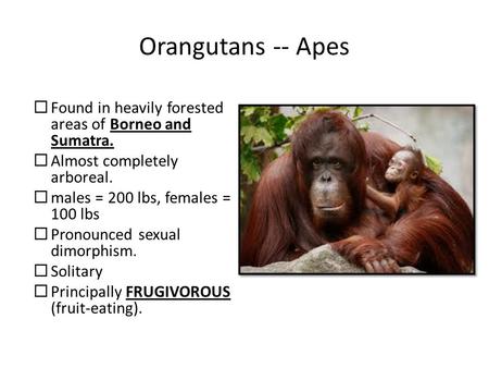 Orangutans -- Apes  Found in heavily forested areas of Borneo and Sumatra.  Almost completely arboreal.  males = 200 lbs, females = 100 lbs  Pronounced.