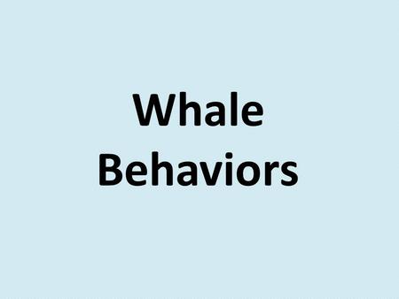 Whale Behaviors. Spyhop or Head Rise The whale raises its head slowly and vertically out of the water. Whales might use this behavior to see above the.