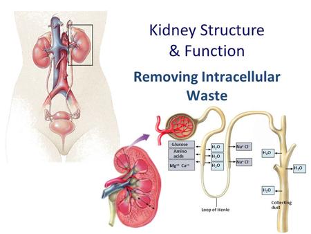 Kidney Structure & Function Collecting duct Loop of Henle Amino acids Glucose H2OH2O H2OH2O H2OH2O H2OH2O H2OH2O H2OH2O Na + Cl - Mg ++ Ca ++ Na + Cl.