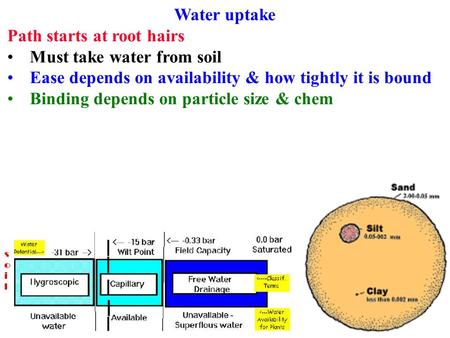 Water uptake Path starts at root hairs Must take water from soil