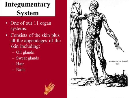 Integumentary System One of our 11 organ systems. Consists of the skin plus all the appendages of the skin including: –Oil glands –Sweat glands –Hair –Nails.