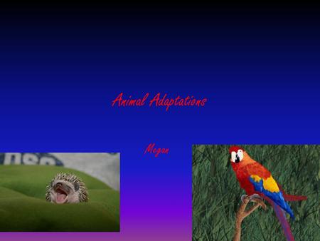 Animal Adaptations Megan.