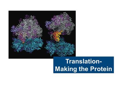 Translation- Making the Protein