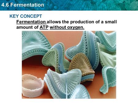 Fermentation allows glycolysis to continue.