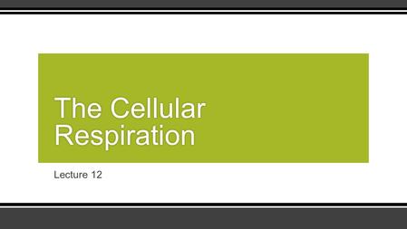 The Cellular Respiration