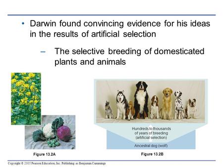 Copyright © 2005 Pearson Education, Inc. Publishing as Benjamin Cummings Darwin found convincing evidence for his ideas in the results of artificial selection.