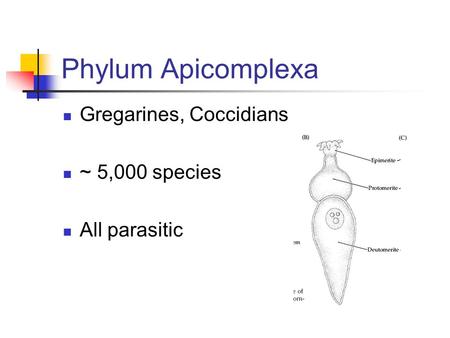 Phylum Apicomplexa Gregarines, Coccidians ~ 5,000 species