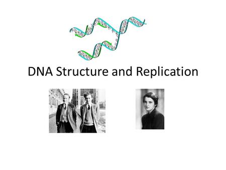 DNA Structure and Replication