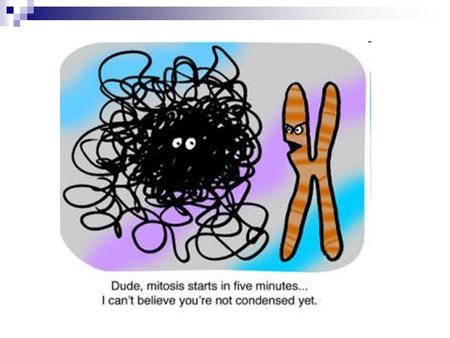 3 parts of a Nucleotide A ring-shaped sugar called deoxyribose