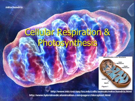 Cellular Respiration & Photosynthesis. Background Information Producers: are able to convert the sun’s energy into glucose through a process called photosynthesis.