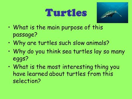 Turtles What is the main purpose of this passage? Why are turtles such slow animals? Why do you think sea turtles lay so many eggs? What is the most interesting.