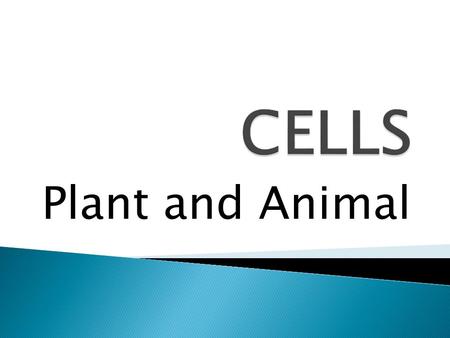 Plant and Animal.  Cells are the basic units of function in all living things.  Cells in animals and plants have unique forms that allow each to take.