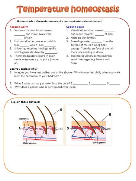 Homeostasis is the maintenance of a constant internal environment Keeping warm 1.Vasoconstriction- blood vessels _______ and move away from ______ of skin.