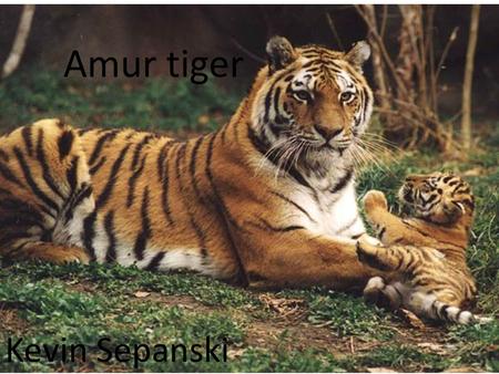 Amur tiger Kevin Sepanski.