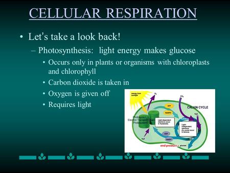 CELLULAR RESPIRATION Let’s take a look back!