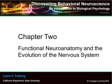 Functional Neuroanatomy and the Evolution of the Nervous System