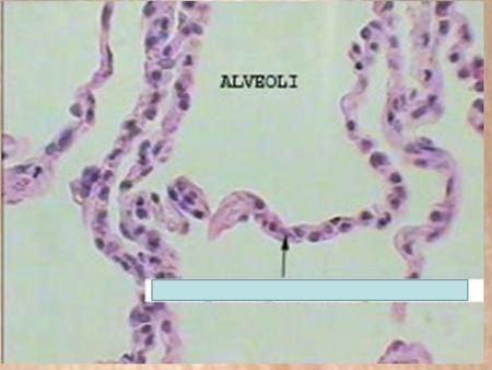 Simple squamous epithelial tissue