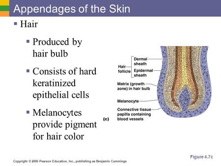 Copyright © 2006 Pearson Education, Inc., publishing as Benjamin Cummings Appendages of the Skin  Hair  Produced by hair bulb  Consists of hard keratinized.