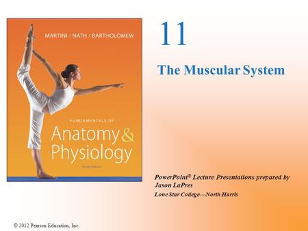 11 The Muscular System.