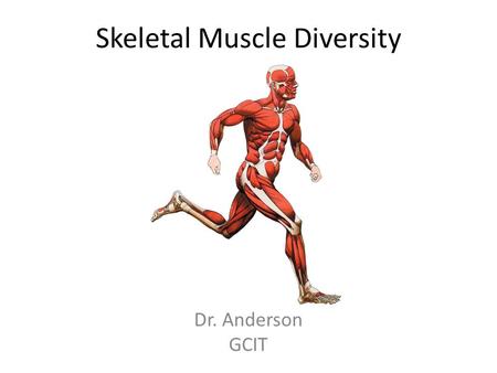 Skeletal Muscle Diversity Dr. Anderson GCIT. Jobs of Skeletal Muscle Agonist – a muscle that produces a specific movement (e.g. elbow flexion) Antagonist.