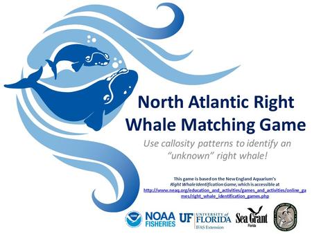 North Atlantic Right Whale Matching Game Use callosity patterns to identify an “unknown” right whale! This game is based on the New England Aquarium’s.