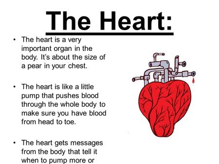 The Heart: The heart is a very important organ in the body. It’s about the size of a pear in your chest. The heart is like a little pump that pushes blood.