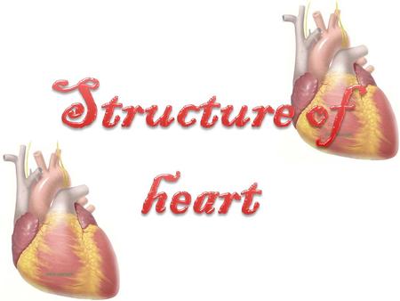 HEART The heart is a four-chambered muscular organs that pumps blood to all part of the body. It is able to do so by the rhythmic contraction and relaxation.