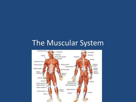 The Muscular System.