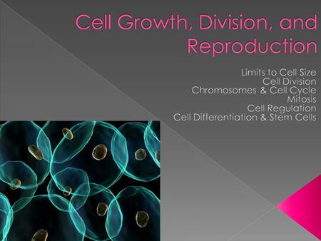  The larger a cell becomes, the more demands it places on its DNA & the less efficient it is at moving nutrients/wastes  Enough DNA = abundant cell.