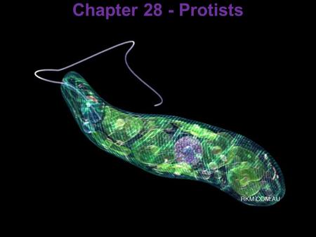 Chapter 28 - Protists. Important vocabulary pitfall.