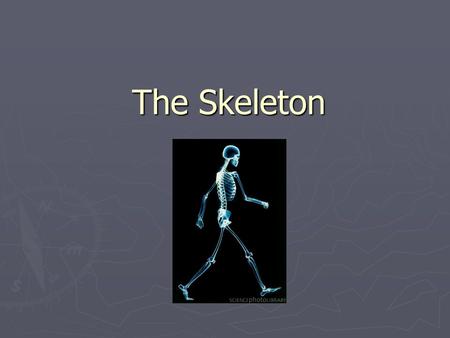 The Skeleton. Functions ► Support- provides a framework for muscles and organs. ► Protection of vital (necessary) organs. ► To make new blood. ► Storage.