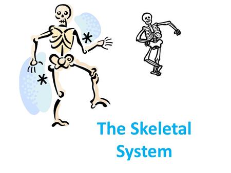 The Skeletal System.