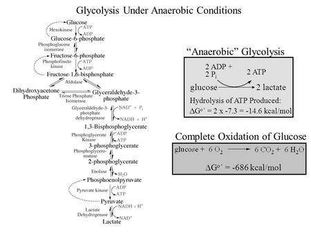 Glycolysis Under Anaerobic Conditions