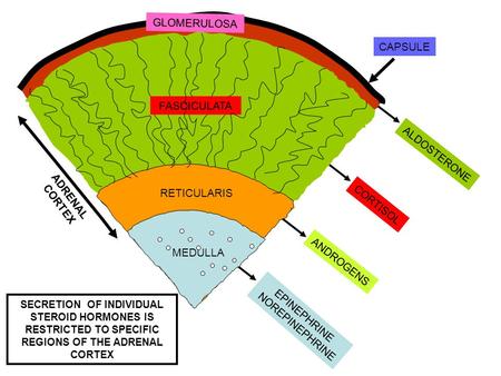 GLOMERULOSA CAPSULE FASCICULATA ALDOSTERONE ADRENAL CORTEX MEDULLA