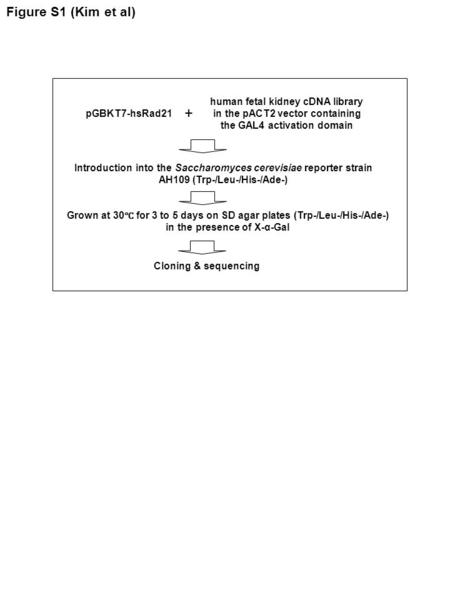 Figure S1 (Kim et al) Introduction into the Saccharomyces cerevisiae reporter strain AH109 (Trp-/Leu-/His-/Ade-) pGBKT7-hsRad21 human fetal kidney cDNA.