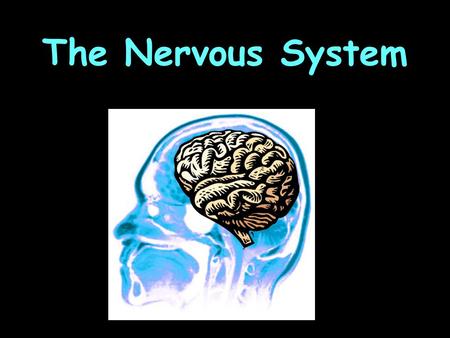 The Nervous System.