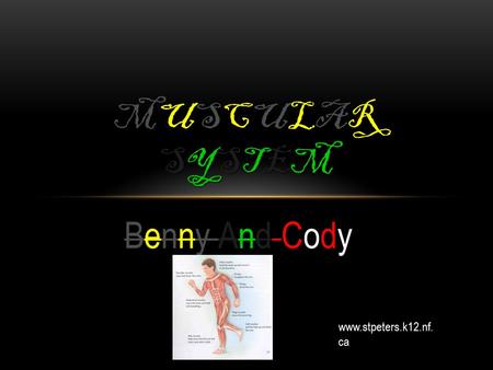 Cody Benny And Cody MUSCULARSYSTEMMUSCULARSYSTEMMUSCULARSYSTEMMUSCULARSYSTEM www.stpeters.k12.nf. ca.