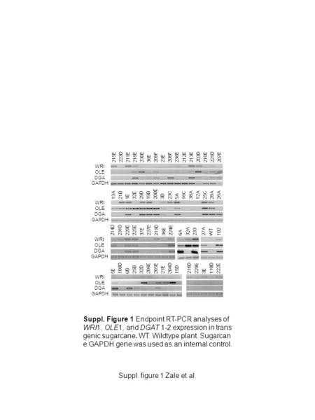 Suppl. figure 1 Zale et al. 215E 223D 211E218E230E 36E 209F 23E 208F 236E212E213E 203D 210E 221D 207E WRI OLE DGA GAPDH 5E 100D 6B 25B 32D 206E205E 21E.