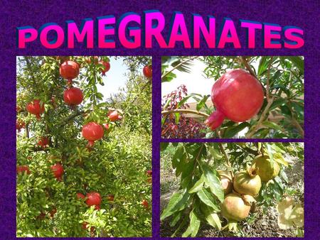 Pomegranates are an ancient fruit deriving their name from the Latin word “pomum” for apple and “granatus” for seeded.