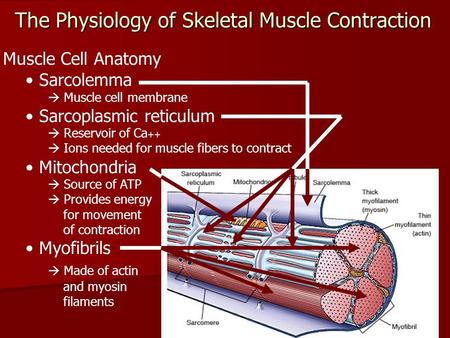 The Physiology of Skeletal Muscle Contraction