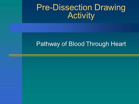 Pre-Dissection Drawing Activity