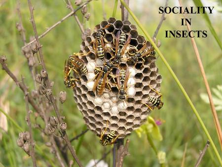 SOCIALITY IN INSECTS.