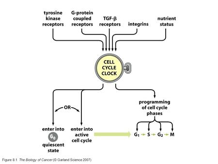 Figure 8.1  The Biology of Cancer (© Garland Science 2007)