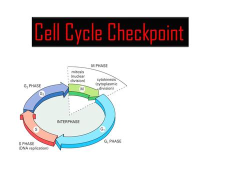 Cell Cycle Checkpoint.