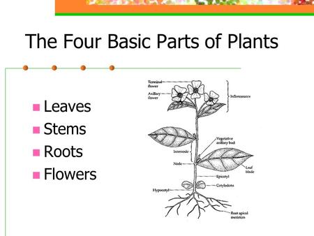 The Four Basic Parts of Plants