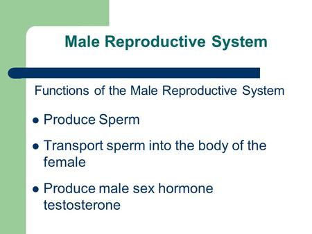 Male Reproductive System