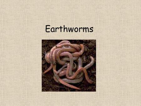 Earthworms.